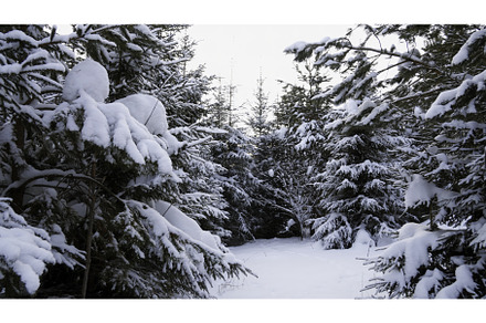 Fabulous winter forest. Clip. Snow, a Nature Photo by Media Whale Stock