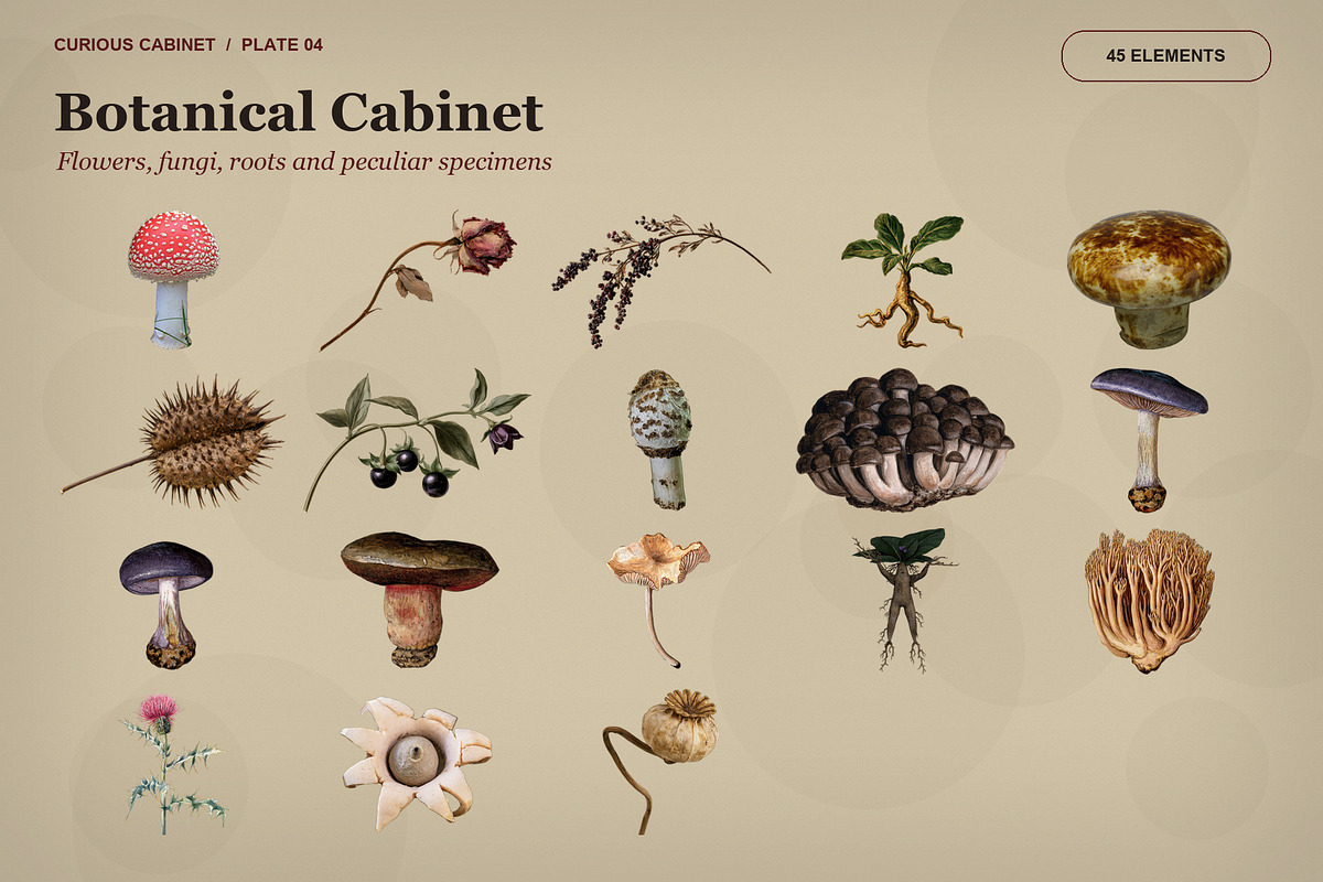 Curious Cabinet Collage Kit, an Object Graphic by Le.nart (Photo 4 of 15)