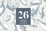 Vintage shell, an Illustration by Siosay (Thumbnail 5 of 8)