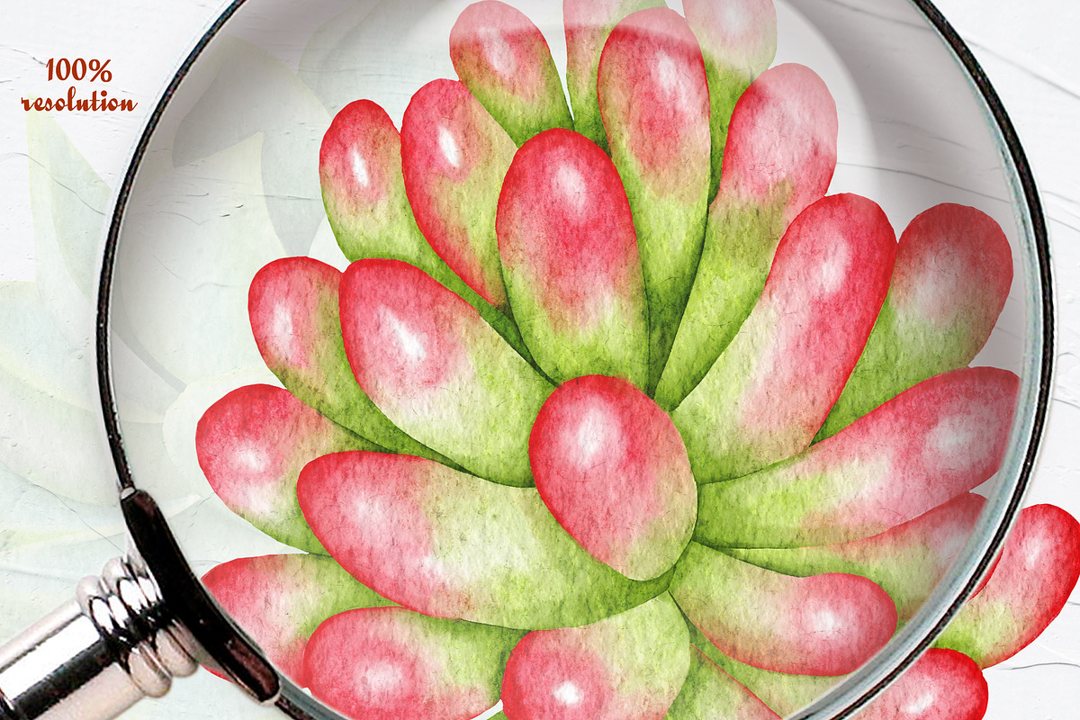 Succulents Watercolor clipart, an Illustration by BarvArt (Photo 9 of 13)