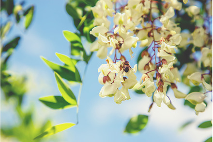 Flowering acacia tree in the garden, a Nature Photo by yanadjana