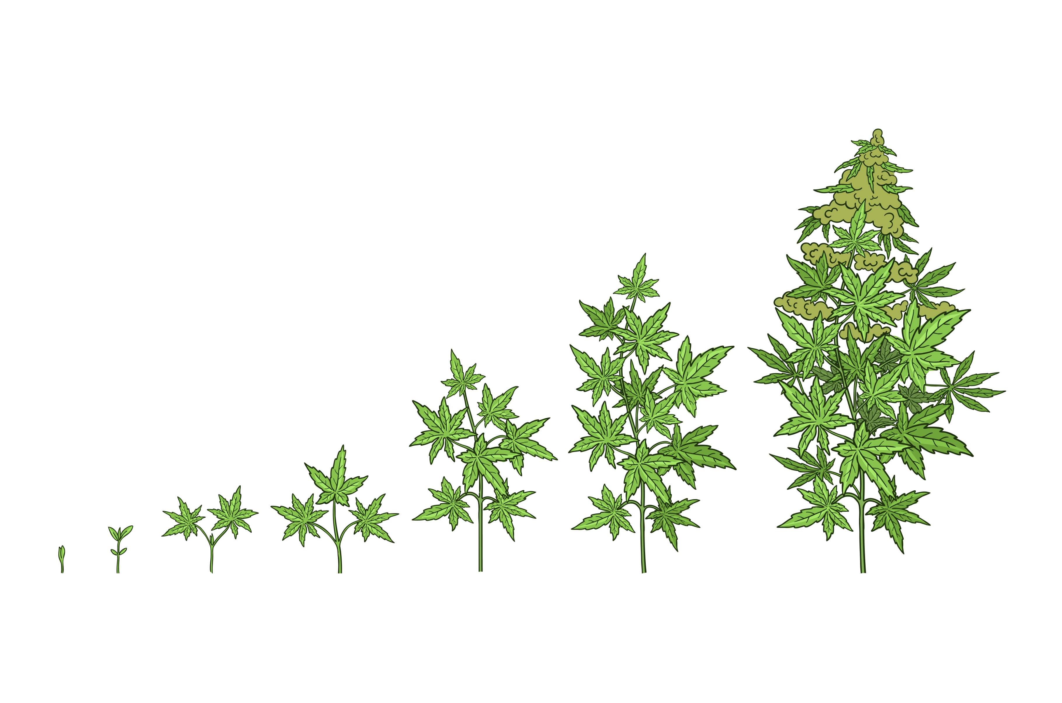 Hemp growth stages., a Healthcare Illustration by Ilia Design