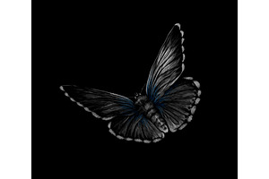 Butterfly On A Black Background