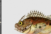 Vintage Fish Illustrations, a Food Illustration by BlackBird Foundry (Thumbnail 3 of 5)