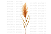 Dried Pampas Grass, a Decorative Illustration by Bloom Craft Creations (Thumbnail 8 of 10)