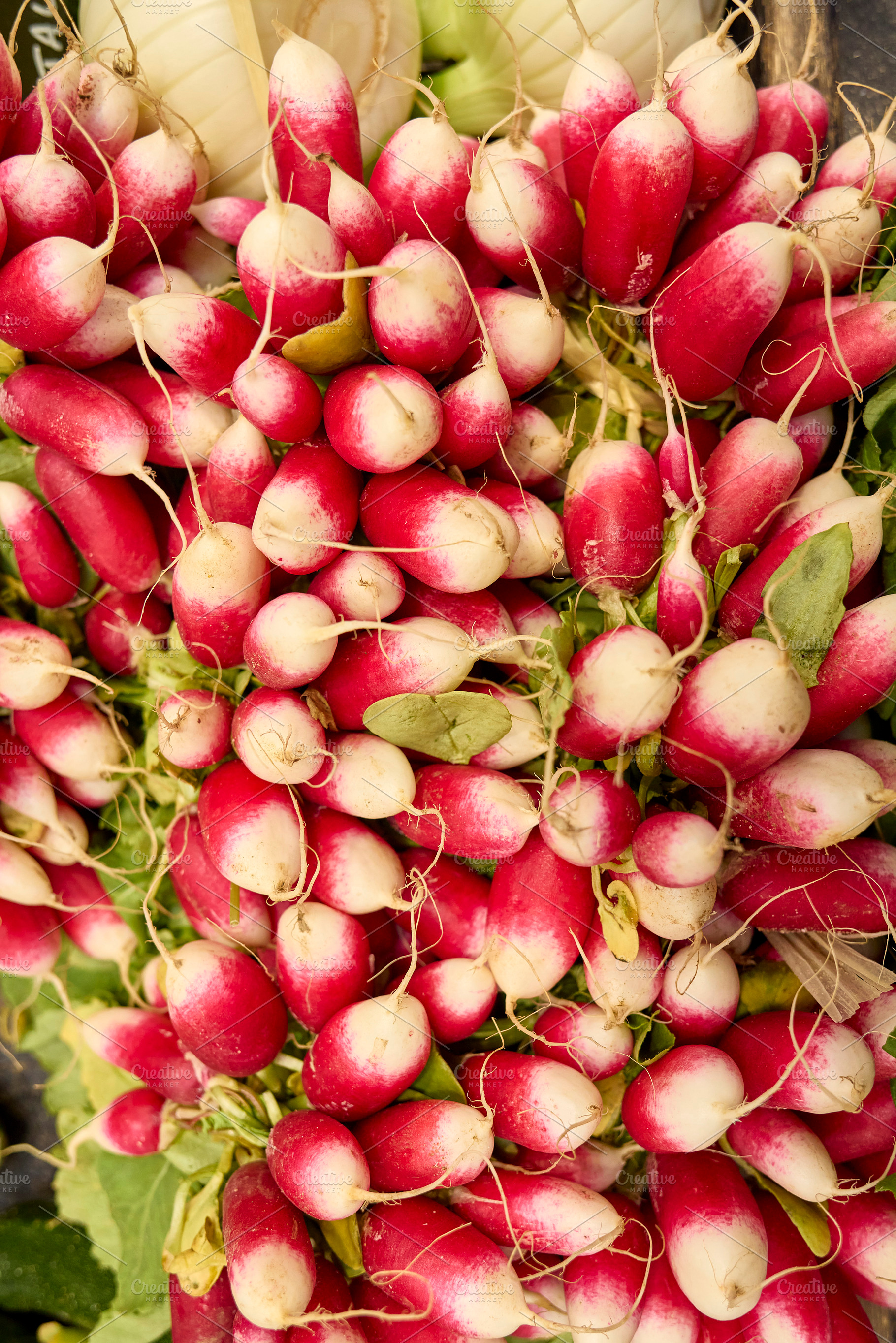 Fresh French Breakfast Radishes, a Photo by Photos from the Heart