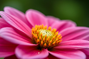 Close-up of a pink flower with yello, a Nature Photo by professorinc