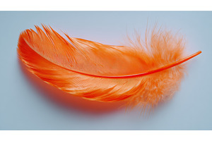 A delicate feather floats serenely, an Arts & Entertainment Photo by ZinetroN