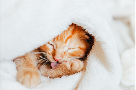 Cute ginger kitten sleeps, an Animal Photo by MAnuta