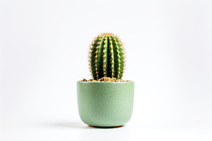 Green cactus in pot on white background, a Nature Photo by AlyaAnd