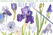 BLUE IRIS - watercolor clipart set, an Illustration by watercolorwild.graphics (Thumbnail 6 of 7)