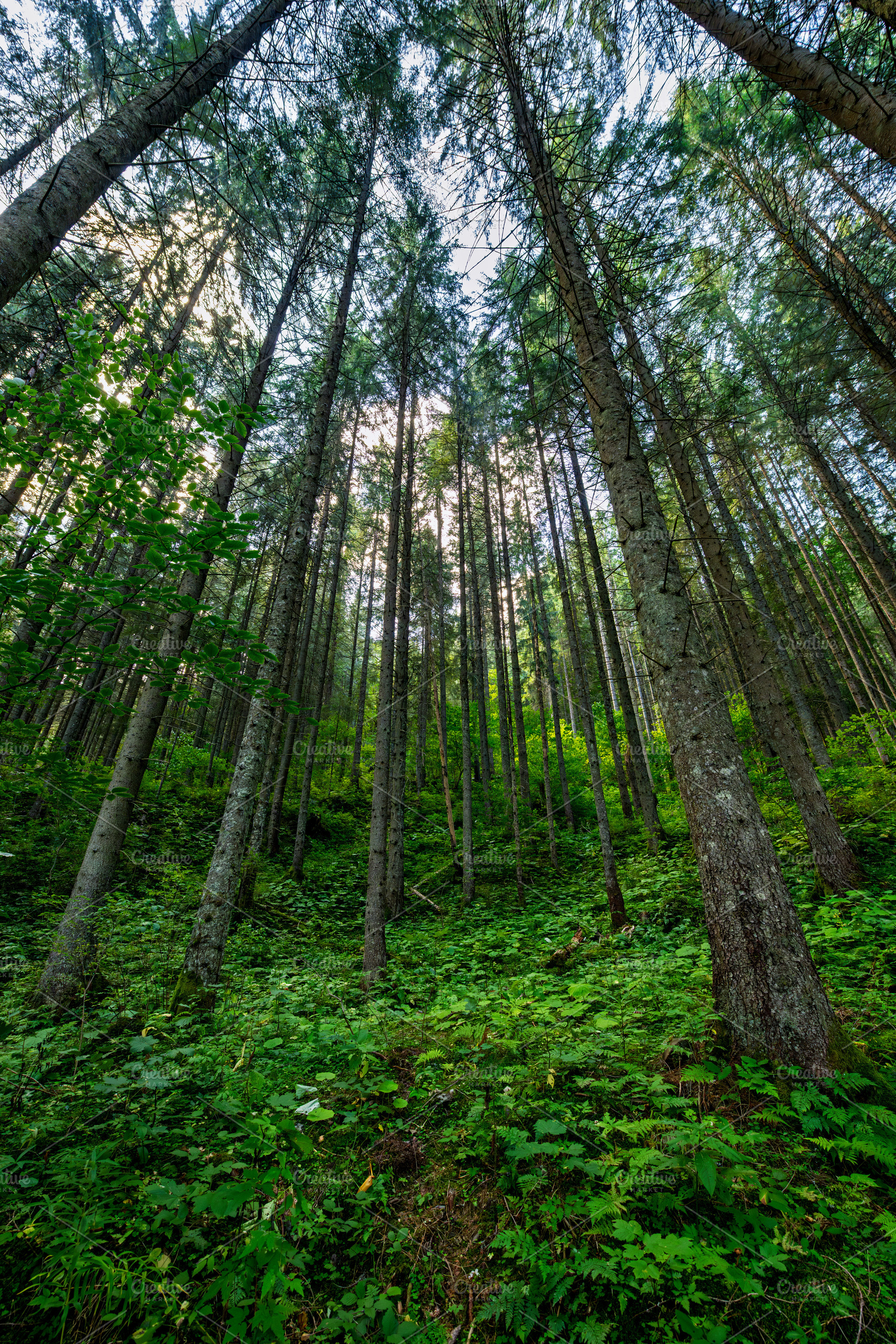 Summer forest, a Nature Photo by Byrdyak