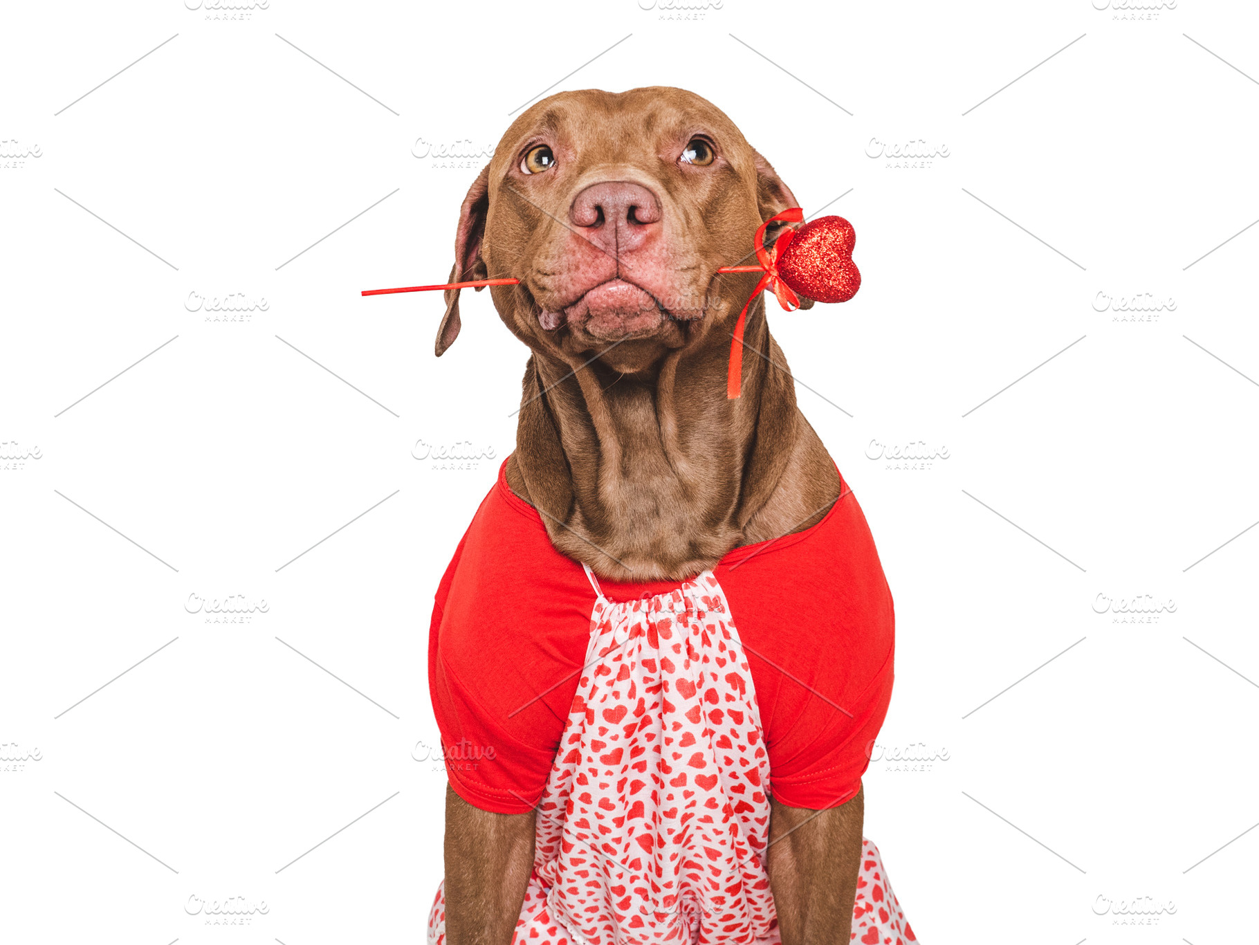 Cute brown puppy and red heart. Beautiful greeting card, an Animal Photo by Svetlana Barchan