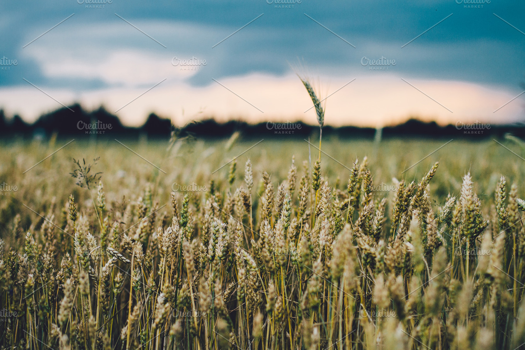 Crop Field 2 Containing Crop Crops And Field