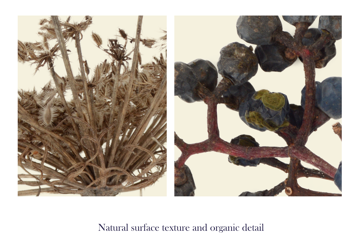 Quiet Meadow — Seed Heads Collection, an Object Graphic by Aga Silva (Photo 4 of 7)