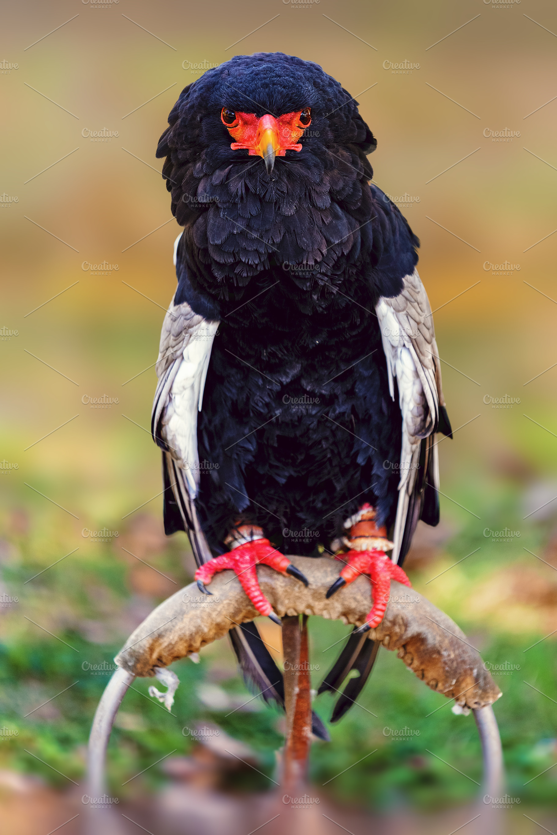 African bateleur eagle perched with, an Animal Photo by Perpis