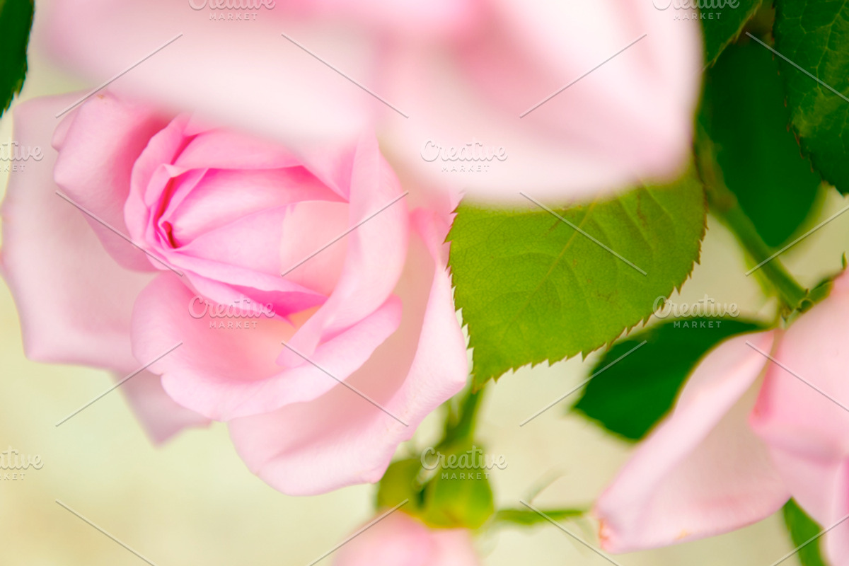 Square pink rose social media image, a Photo by Webtiger | Creative Market