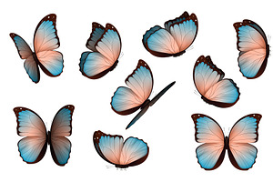 Set Colorful Isolated Butterflies.