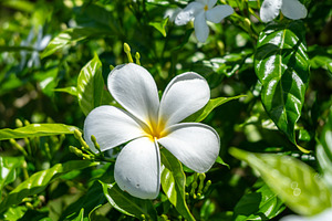 Frangipani Flower on Tahaa Island, French Polynesia, a Photo by GoodGoods