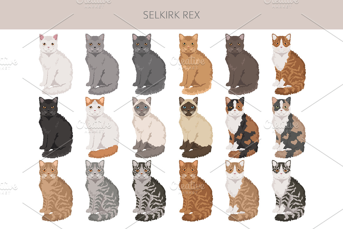 Selkirk Rex Cat, an Animal Illustration by pet design shop (Photo 3 of 6)