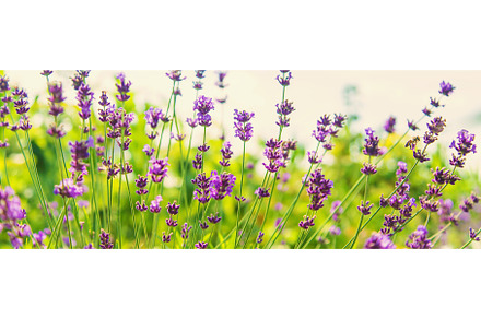 Blooming lavender in the garden, a Nature Photo by yanadjana