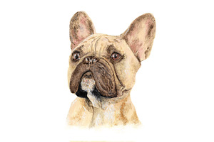 French Bulldog Oil Painting Clipart