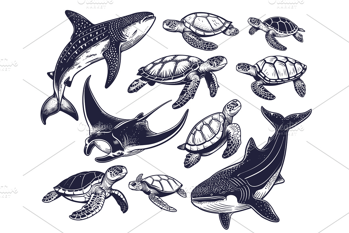 Sea animals. Whale shark giant ray, an Animal Illustration by Stock-Smart-Start
