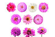 22 Zinnia Flowers Clipart Set, an Object Graphic by Sunset&Sea Design (Thumbnail 2 of 2)