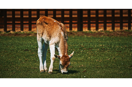 Hungarian Grey Steppe calf. Podolic, an Animal Photo by Our Amazing World