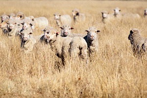 Smiling Sheep, an Animal Photo by THP Creative