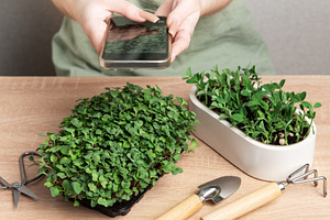Woman taking photo of microgreens with smartphone, home gardenin, a Food & Drink Photo by Olena Rudo