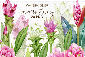 Curcuma flowers. Watercolor clipart