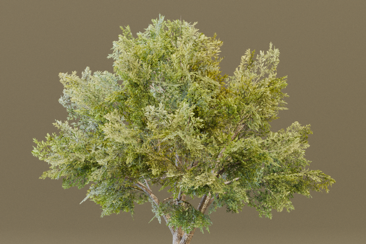 The Siberian Elm Tree, a Plants & Tree 3D Model by FuturePastCreatives (Photo 6 of 8)