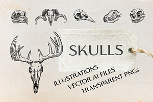 Hand-drawn Vector Skull Illustration