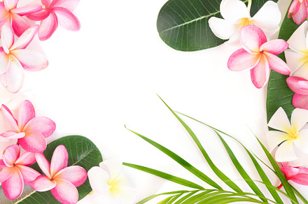 Tropical floral modern border from p containing white, vacation, and tropic