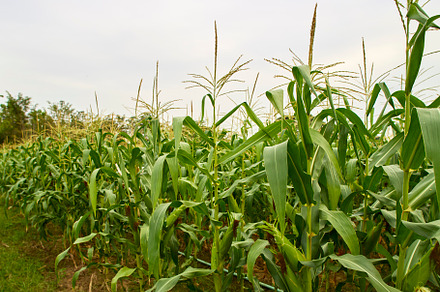 green maize corn close up, an Industrial Photo by 1981 Rustic studio kan