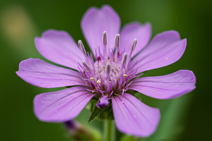 Close-up of a purple wildflower with, a Nature Photo by professorinc