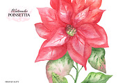 Watercolor poinsettia clipart, an Illustration by OlDm_Shop (Thumbnail 8 of 10)