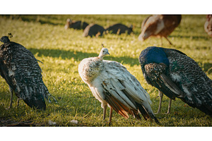 White Peacock Standing Out Amongst, an Animal Photo by Our Amazing World