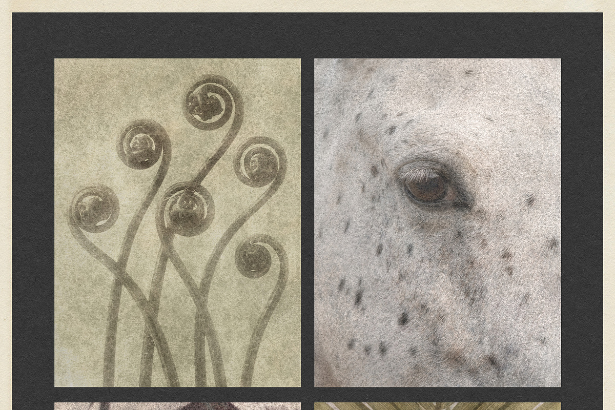 Windfall Organic Nature Backgrounds, a Background Graphic by alonahaidash (Photo 5 of 14)