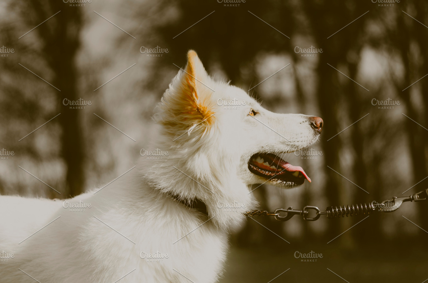 White German Shepherd Dog, an Animal Photo by Flenjoore