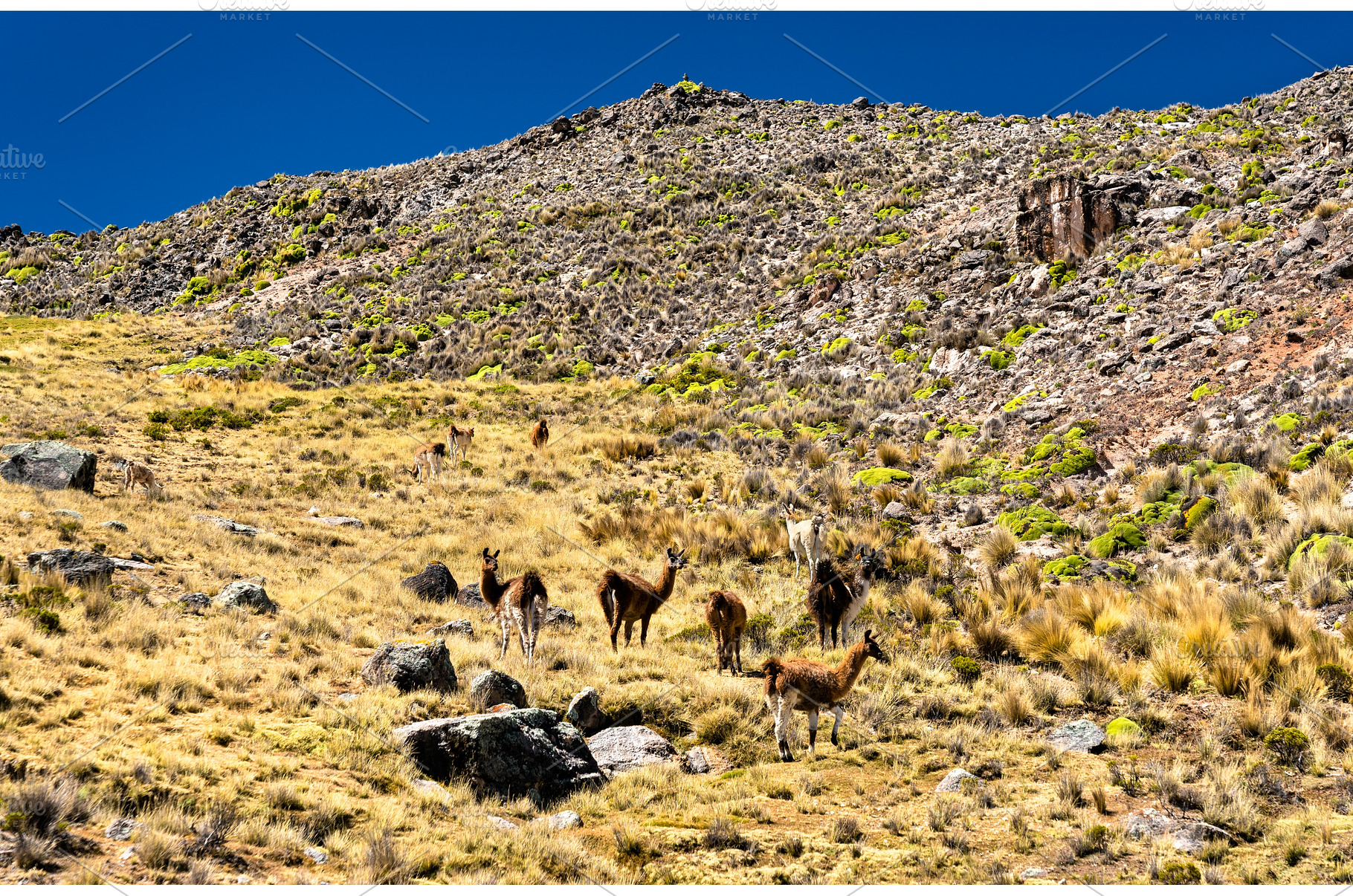 Llamas in the Peruvian Andes, an Animal Photo by Leonid Andronov