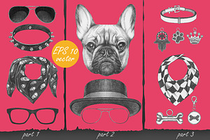 French Bulldog / Street Style