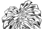 Dark Monstera leaves, an Illustration by Tanya Akhmett (Thumbnail 5 of 7)