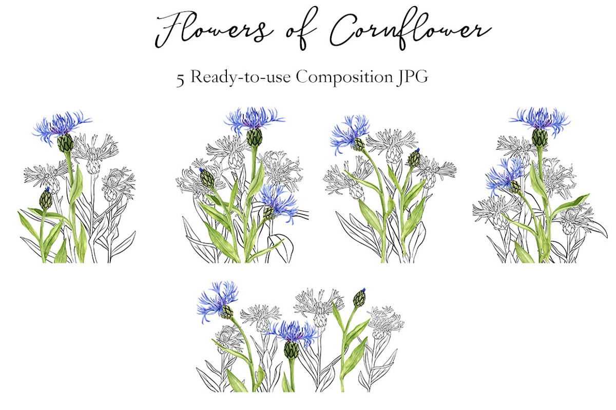 Flowers of Cornflower, a Decorative Illustration by cat_arch_angel (Photo 5 of 7)