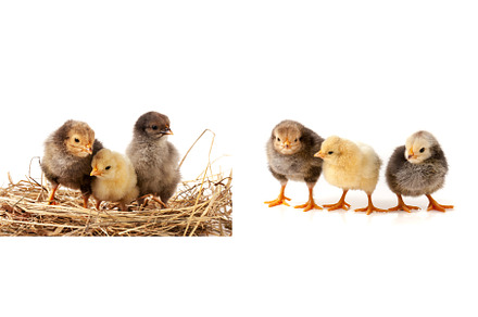 three baby chicken in the straw nest, an Animal Photo by NataPhoto