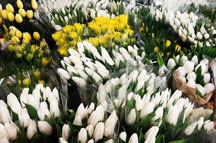 Abundant display of white and yellow tulips beautifully arranged for sale, a Photo by AS photostudio