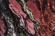 iseeyouphoto NATUREBACKGROUNDS, a Templates & Theme by ISEEYOUPATTERN (Thumbnail 3 of 4)