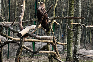 Magnificent eagle perched on tree branch in forested conservation reserve, a Photo by AS photostudio