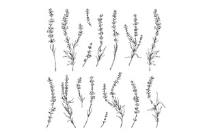 Lavender twigs with flowers elements, a Decorative Illustration by Sabelskaya